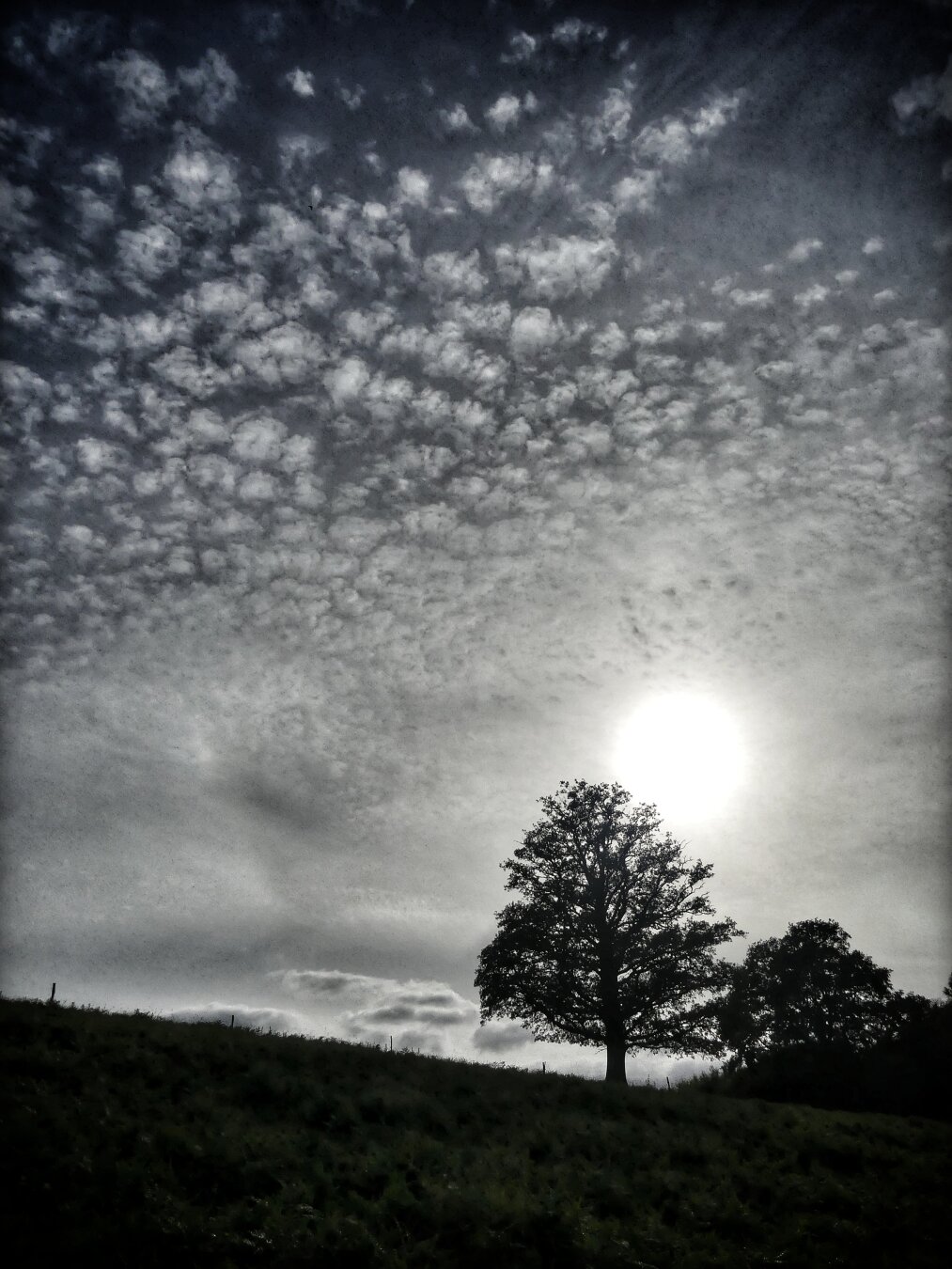 Un arbre en contre jour dans une prairie en pente avec plein de petits nuages dans le ciel