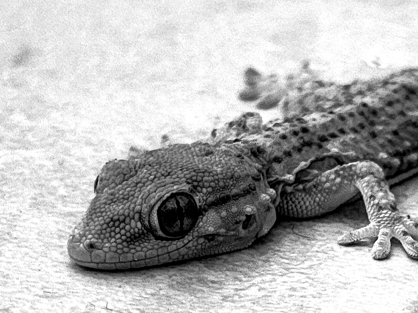 My new roomate #lizard