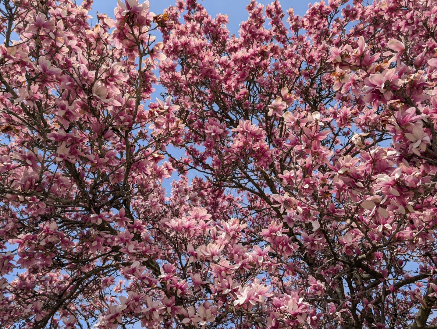 A blooming magnolia tree covered in blossoms fills the frame against a blue sky.