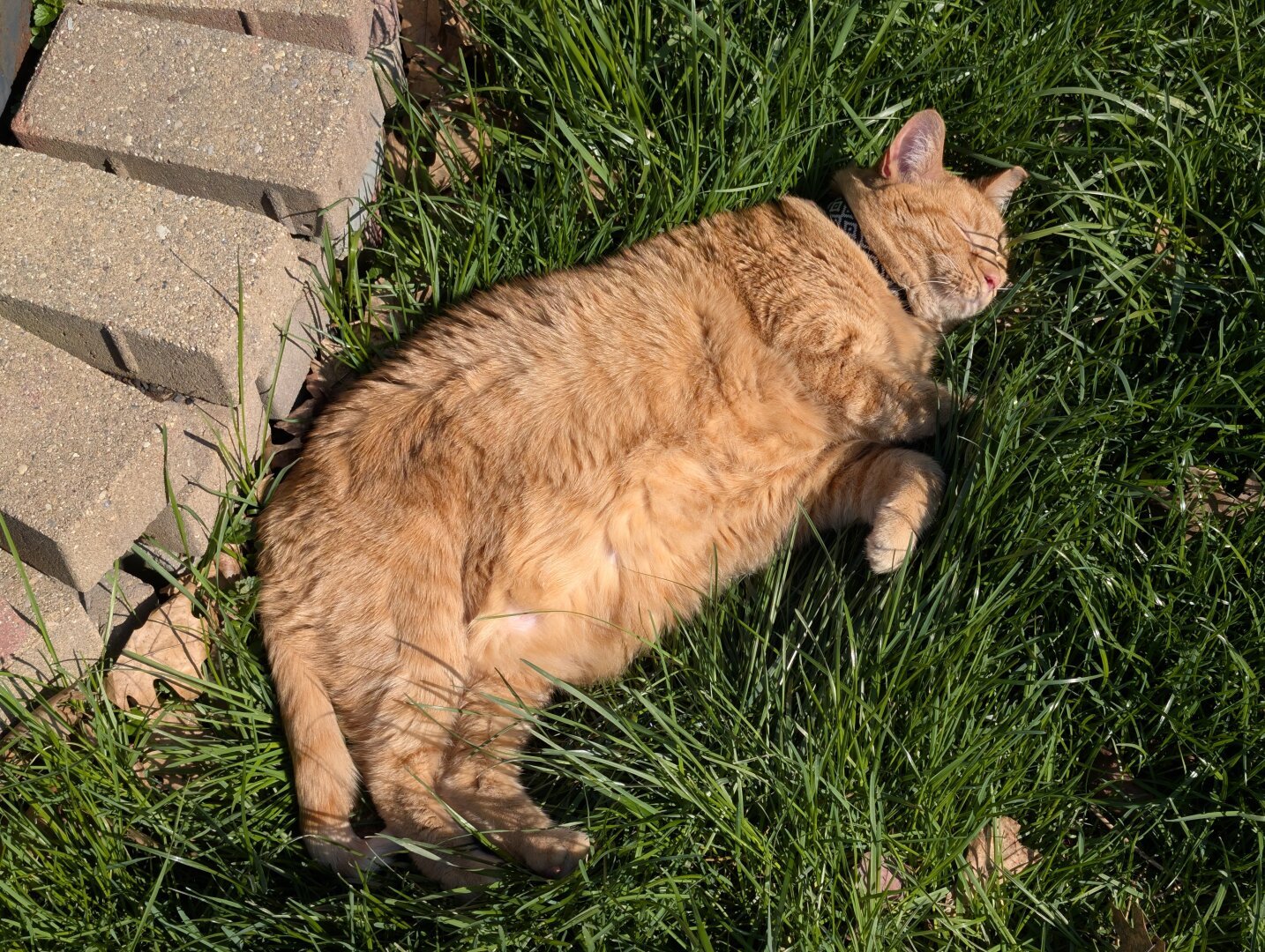 Came, an orange tabby cat, sprawls out in the grass on a sunny day.
