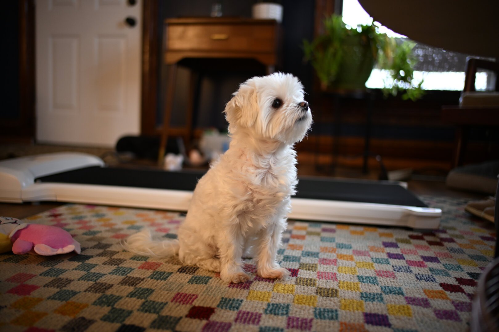 Daisy Mae, a small white dog, sits in the middle of a colorful checkered rug and looks out of frame attentively.