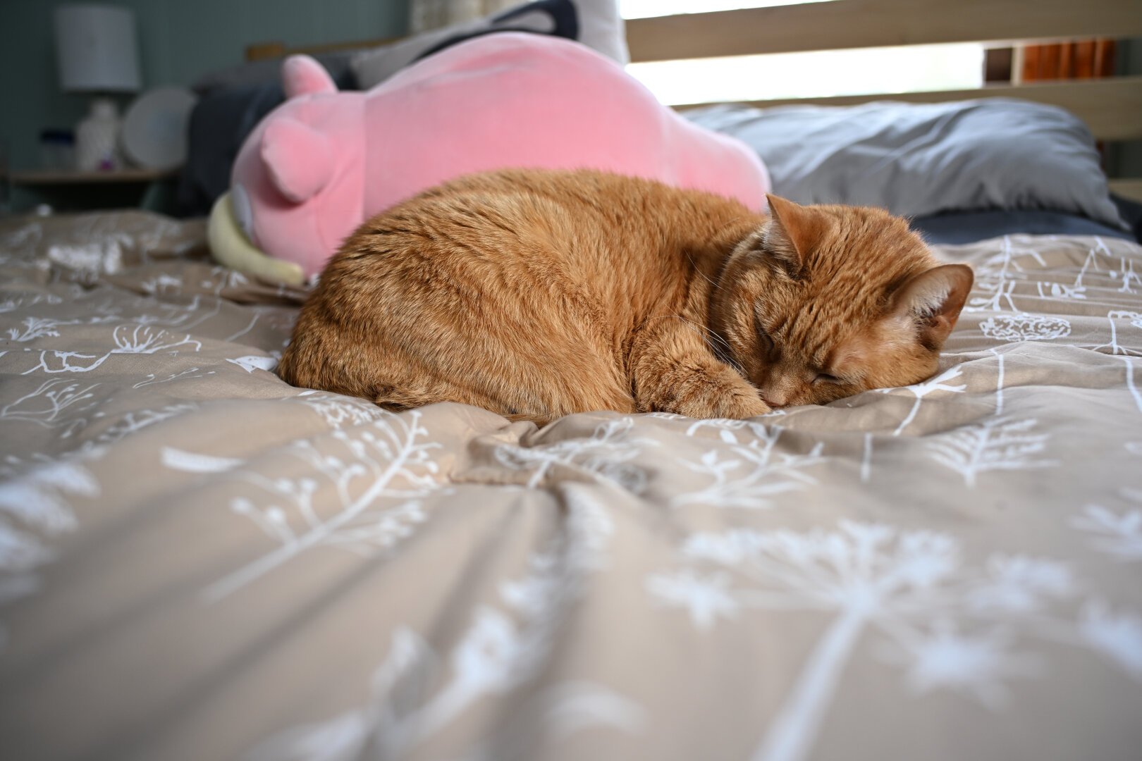 Camie, an orange cat, sleeps curled up in the middle of a bed. There is a large pink Slowpoke Pokemon plush behind her.
