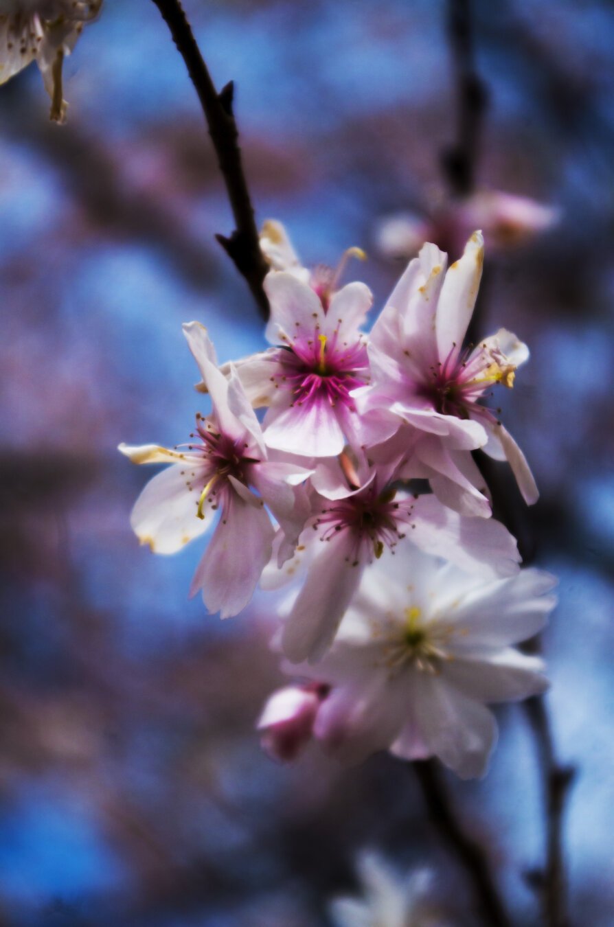 A macro shot of pink and white flowers blooming on a tree on a sunny day.