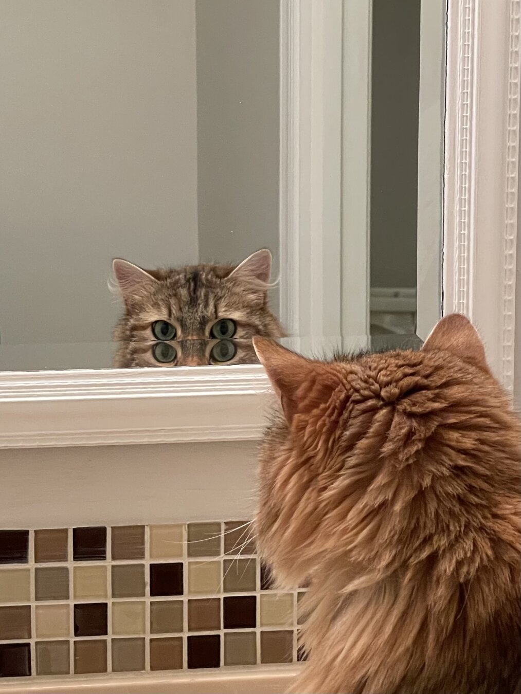 Cat looks in the mirror, seeing four eyes in her reflection