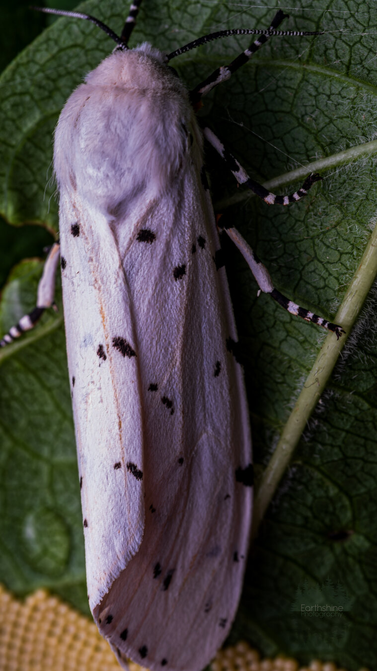 Closeup of a white moth with black spots on its wings. It’s sitting on a leaf and under it is a clutch of eggs.