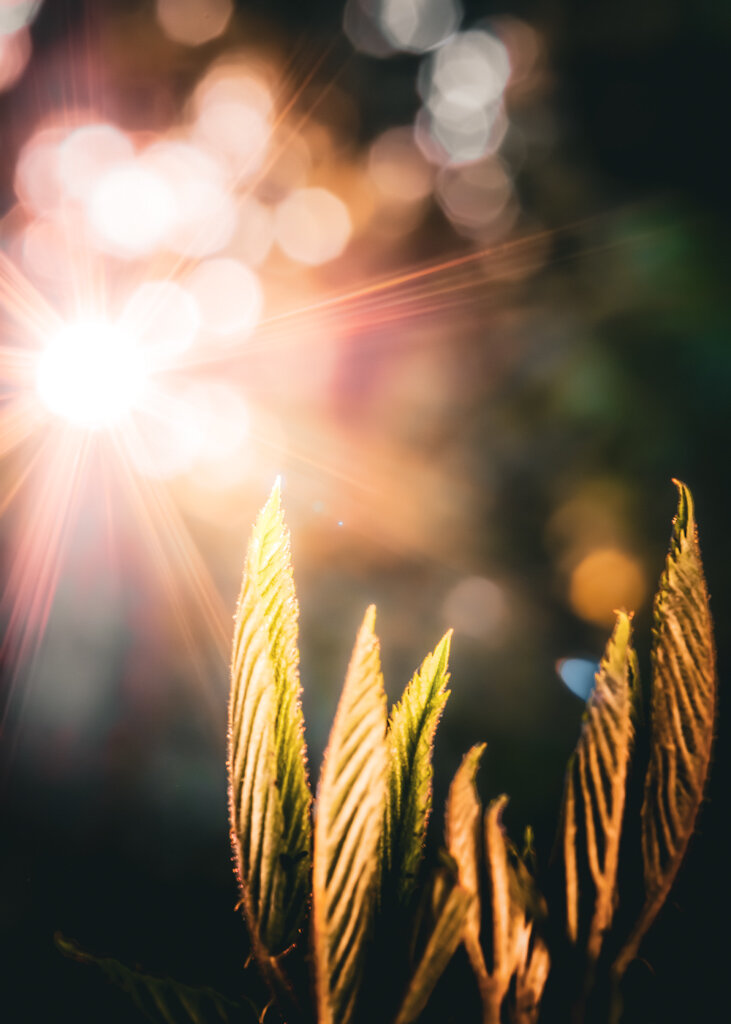 A picture of a leafy green plant in the foreground. Behind it in the background is a golden light flare from the sun with bokeh balls around it.
