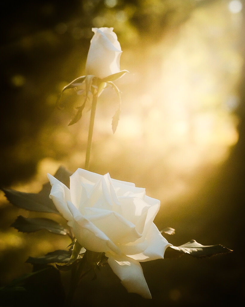 A ray of golden light shines down from the top right corner onto a white rose and a white rosebud. Trees can be seen in the background.