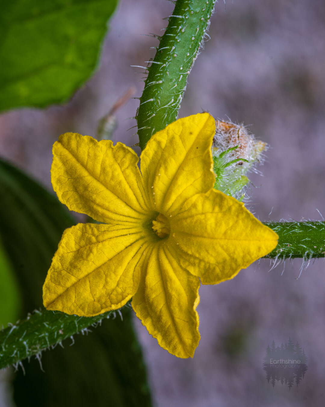 A yellow cucumber flower showing off its delicate nature while 3 green vines can be seen branching out of the frame and they have little spiky hairs on them.