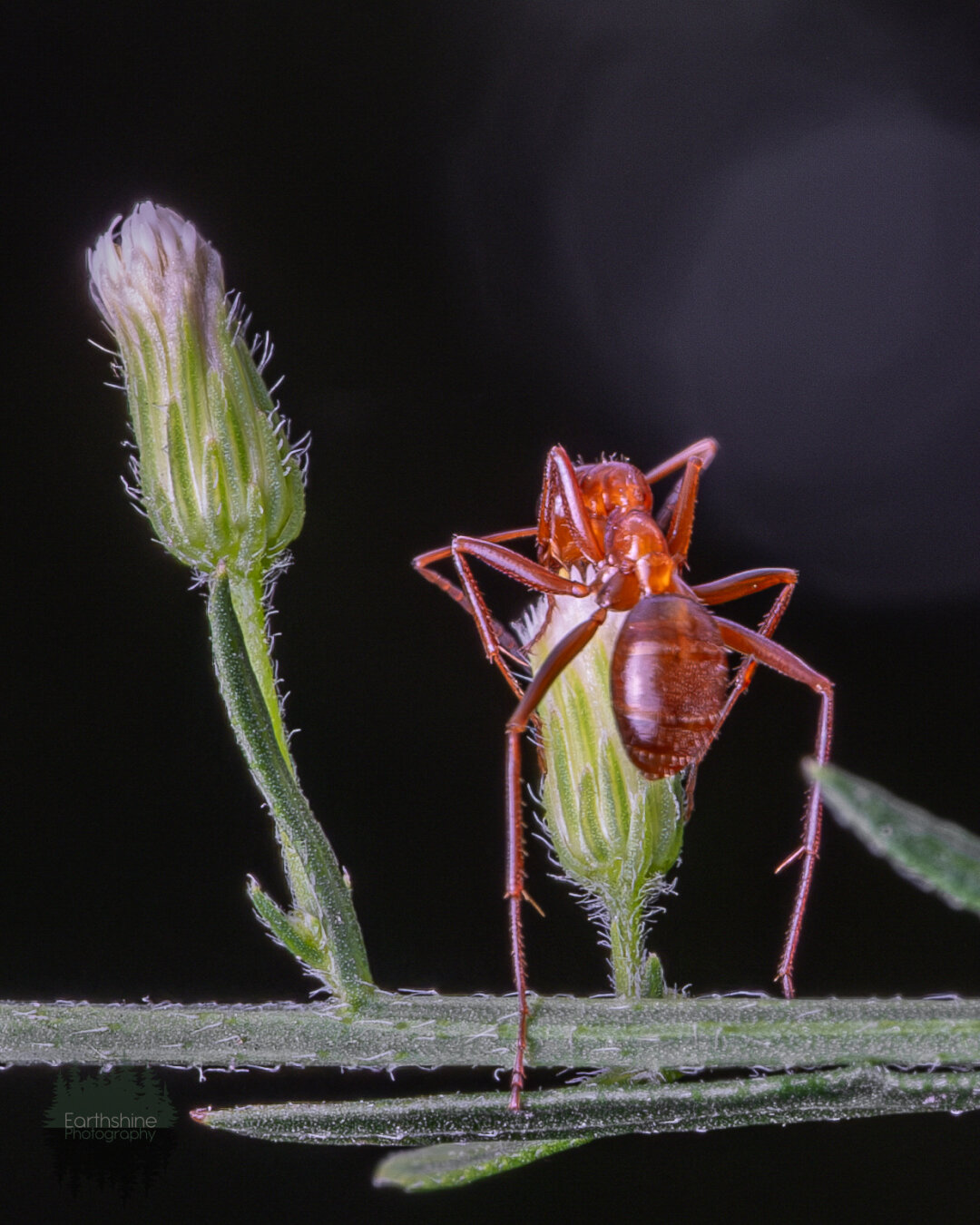 A reddish ant is on its tippy toes with its back turned towards the camera, drinking nectar from a budding flower. There is another budding flower next to it.