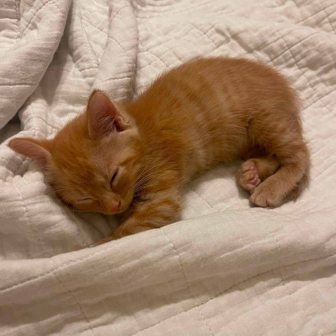 Ginger kitten asleep on a bed