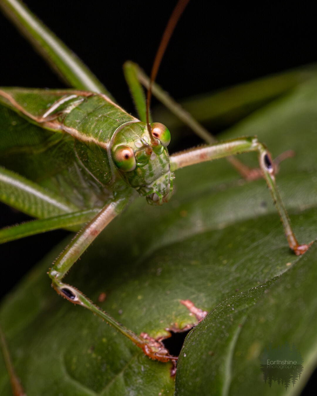 Frontal closeup of the face and body of a green katydid on a leaf