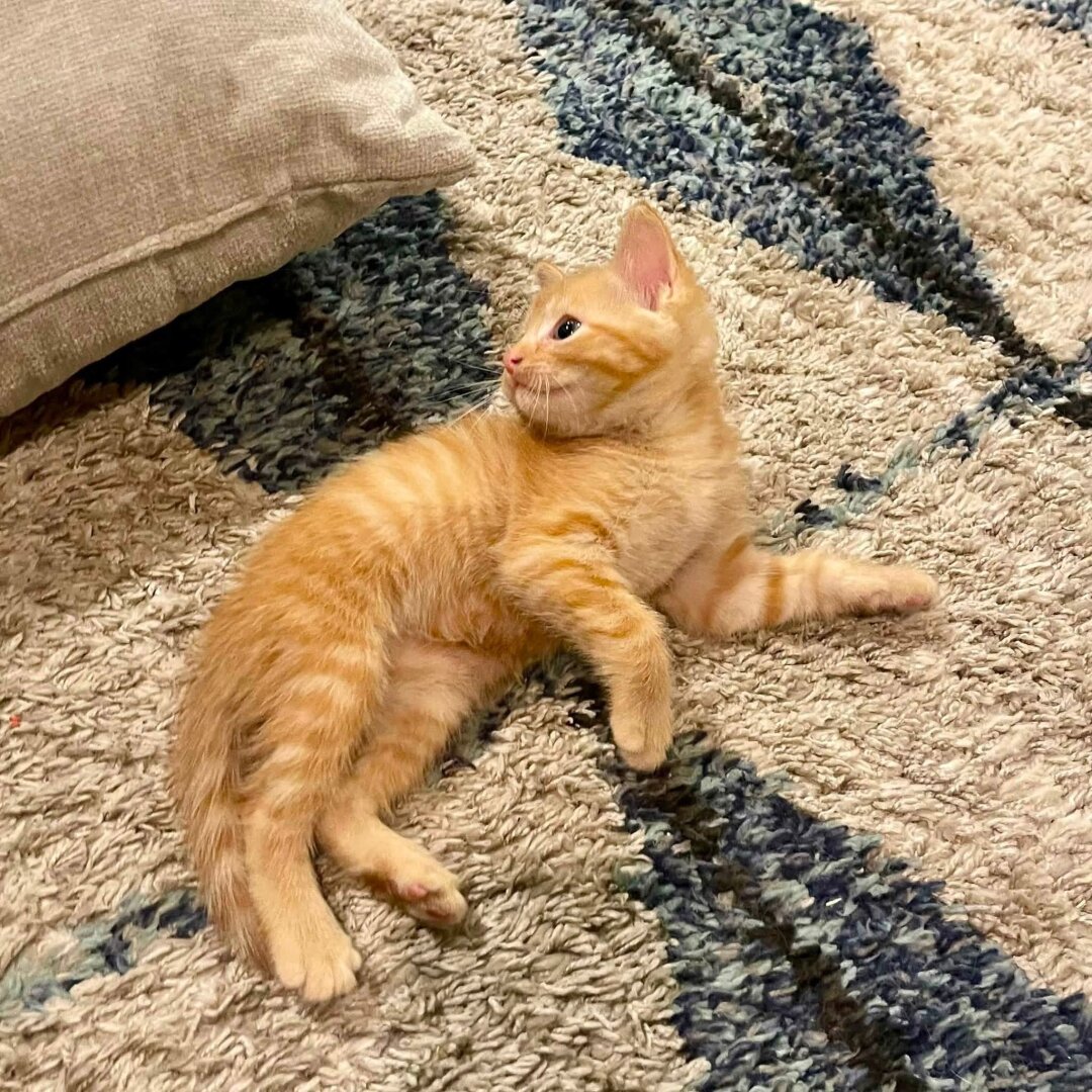 A ginger kitten lays on its side and looks over its back