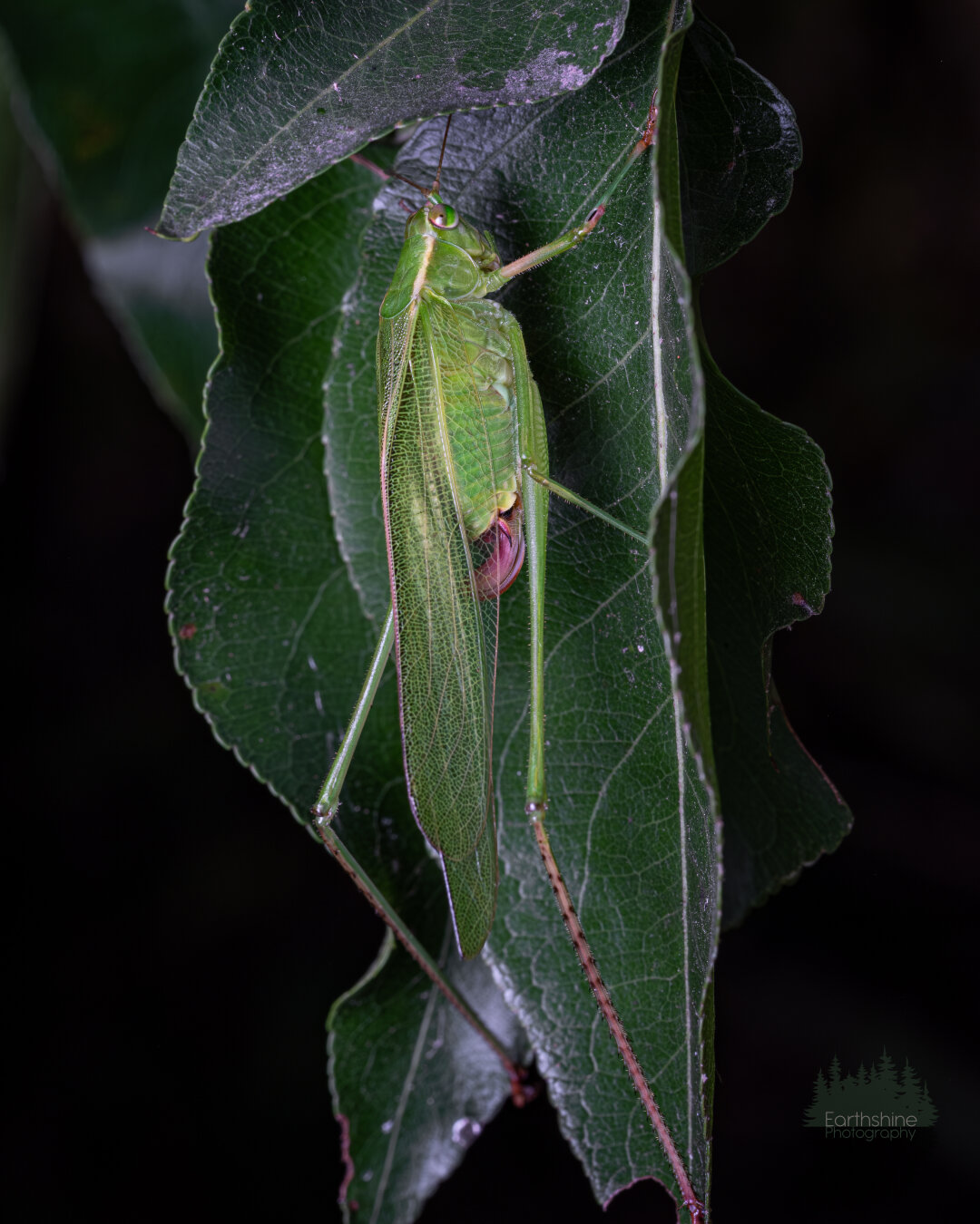 A green katydid mimics a leaf while sitting on a real leaf.