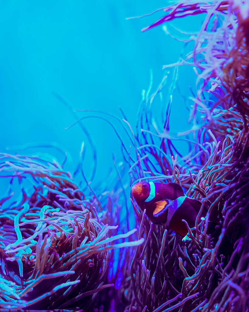 A clownfish pokes out from a nestle of sea anemones.