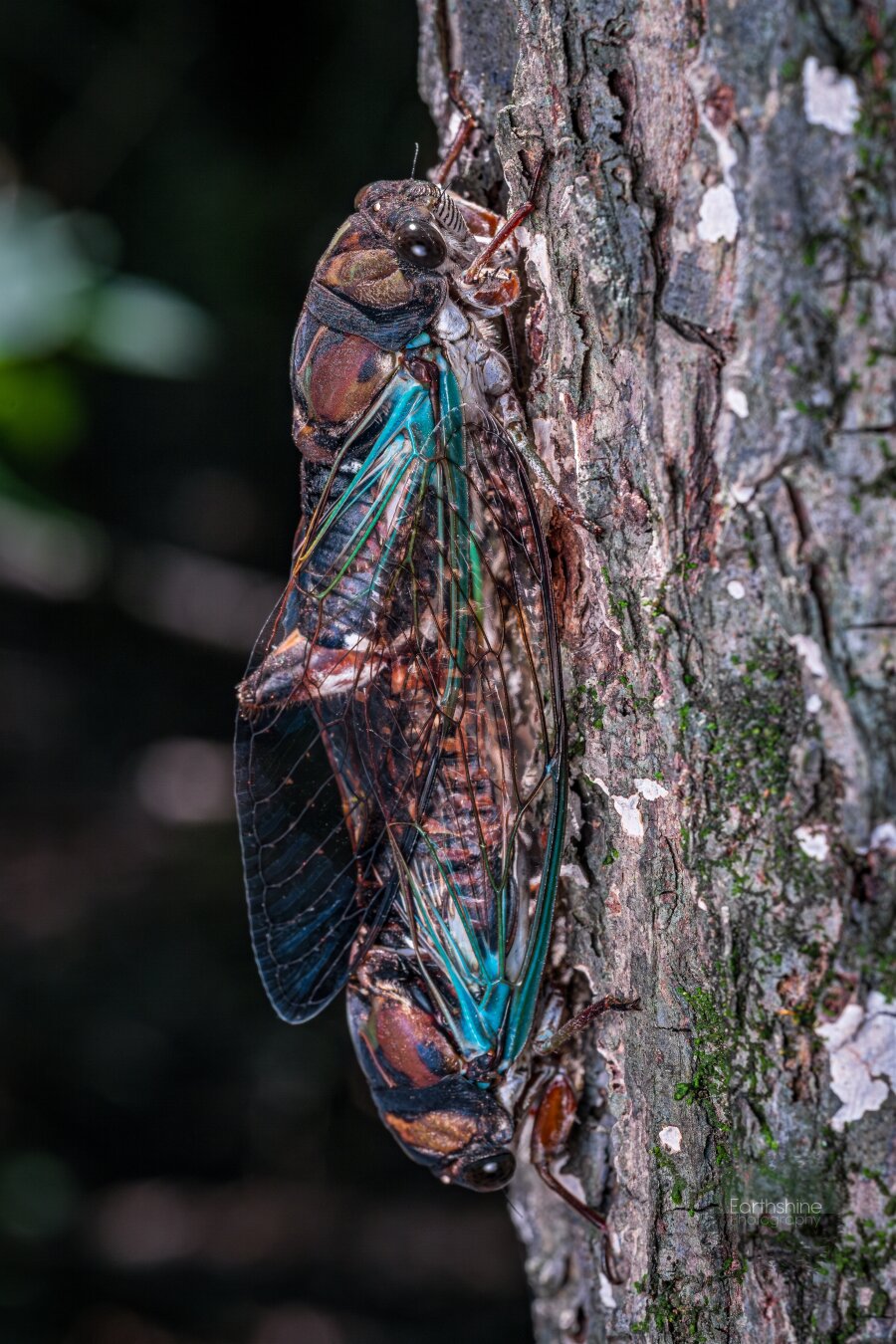 Two cicadas mating on the side of a tree. They have green and teal wings.