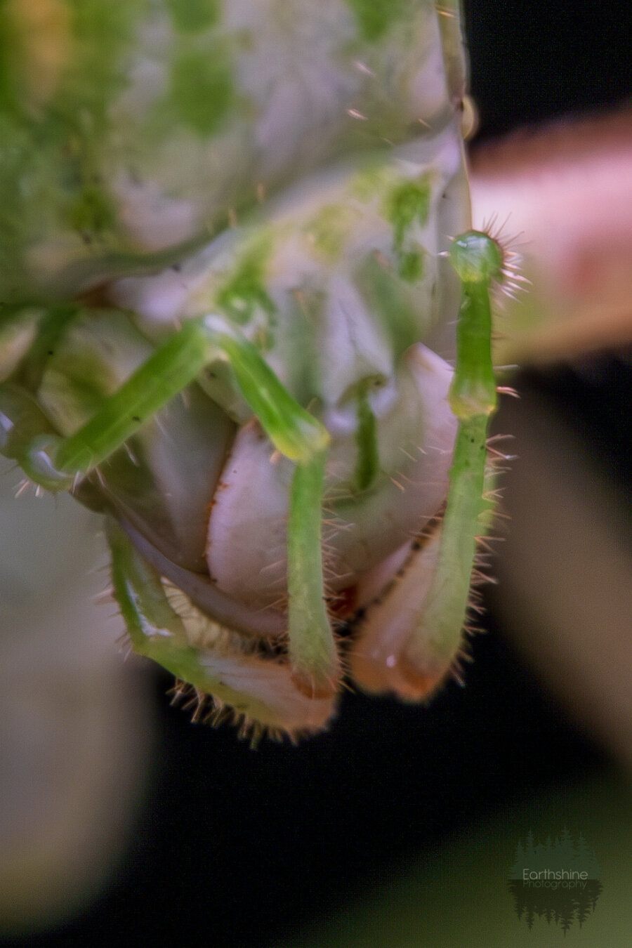 The mandibles and jaws of the katydid closer up. They are white and green.
