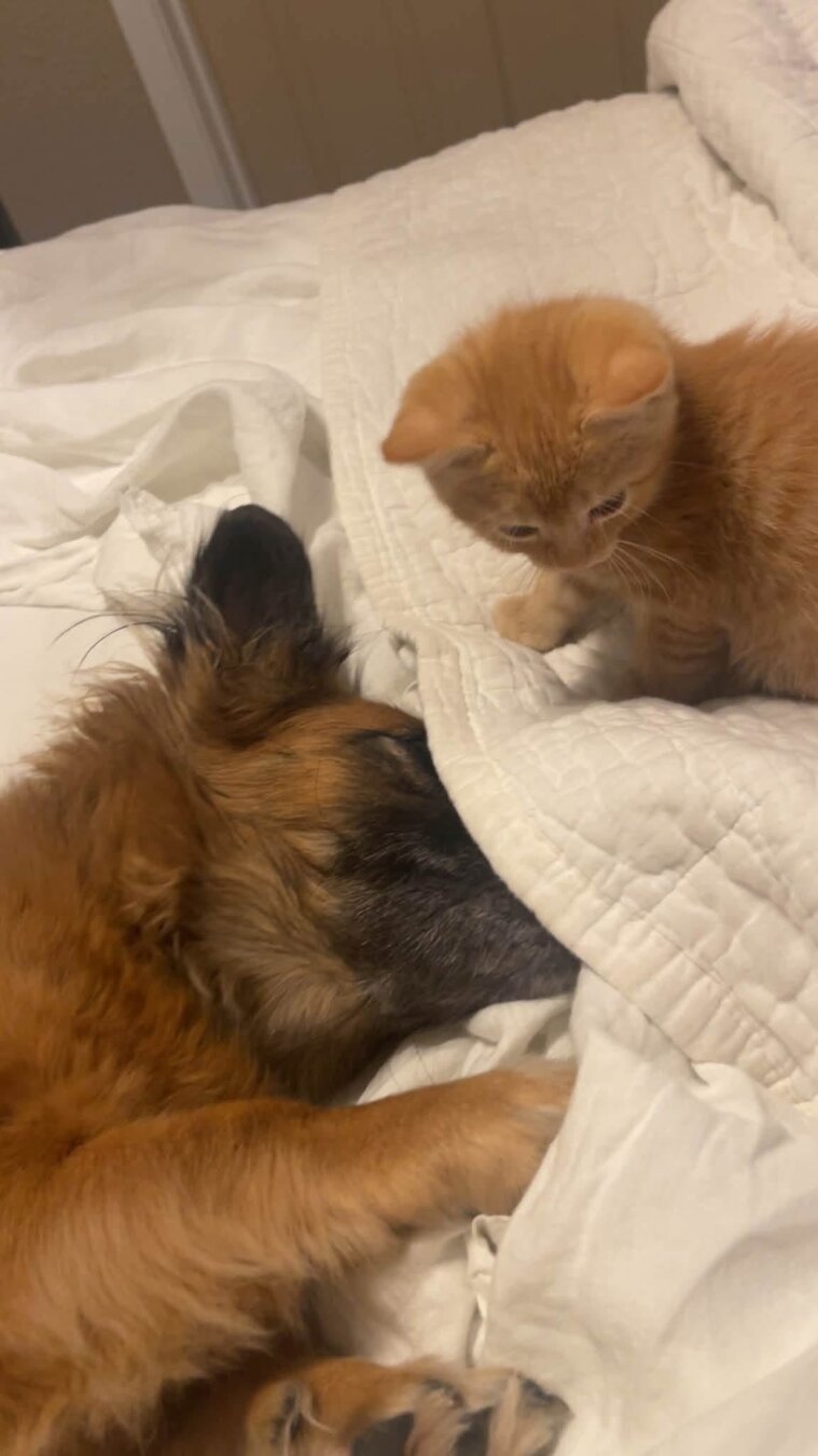 Ginger Dog, and ginger cat, playing together on a bed.