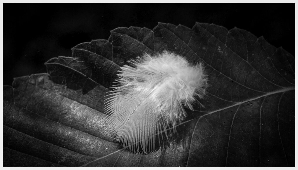 Black and White image of a small white feather sitting on a leaf