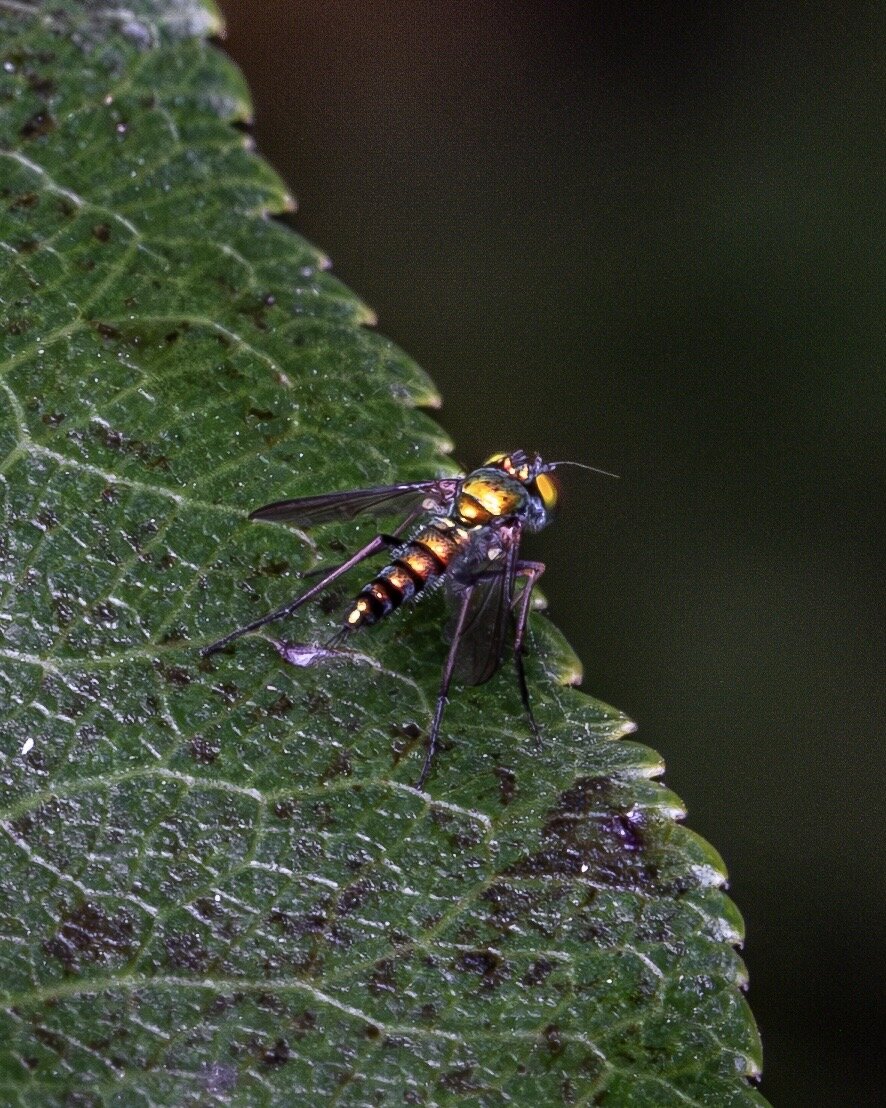 Same type of bright metallic gold fly but zoomed out a bit and it’s sitting on the edge of a leaf.