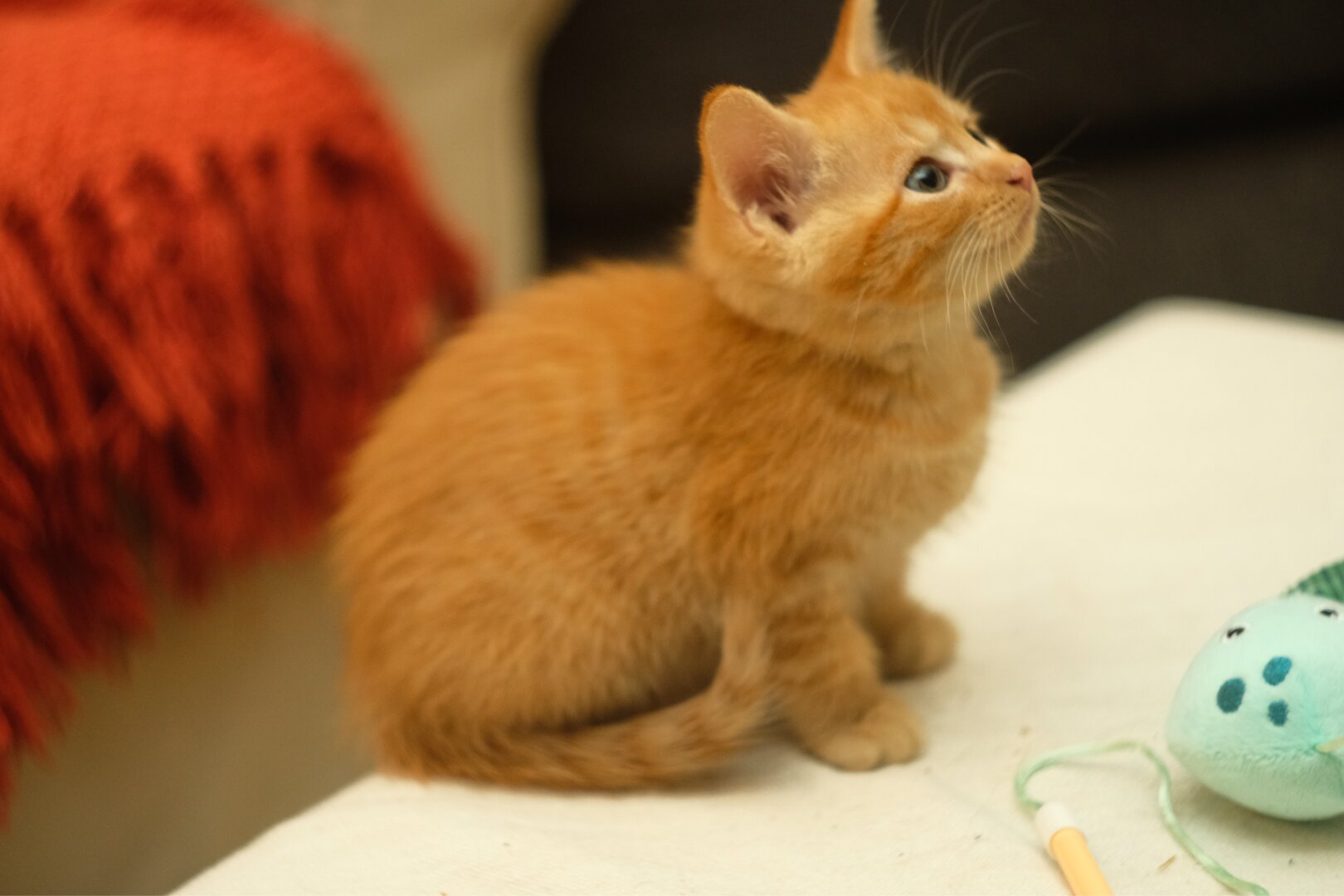 An orange kitten sits on furniture looking up to the right. A cat toy is next to her.
