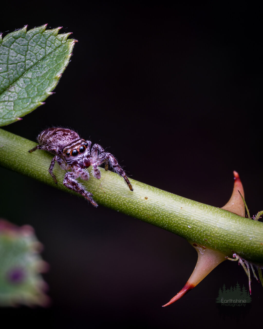 A little grey jumping spider sits on a briar vine. The thorns for the vine can be seen on the right of the frame. The background is dark.