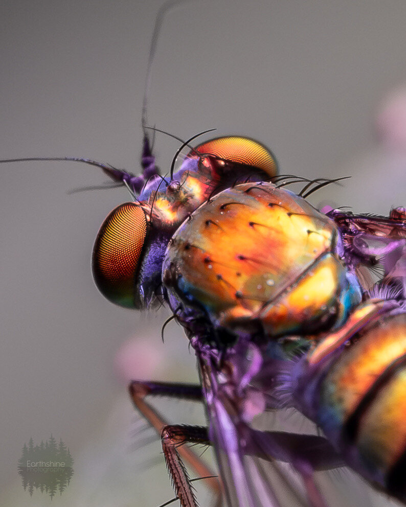 Macro shot showing the thorax and eyes of a yellow metallic fly.