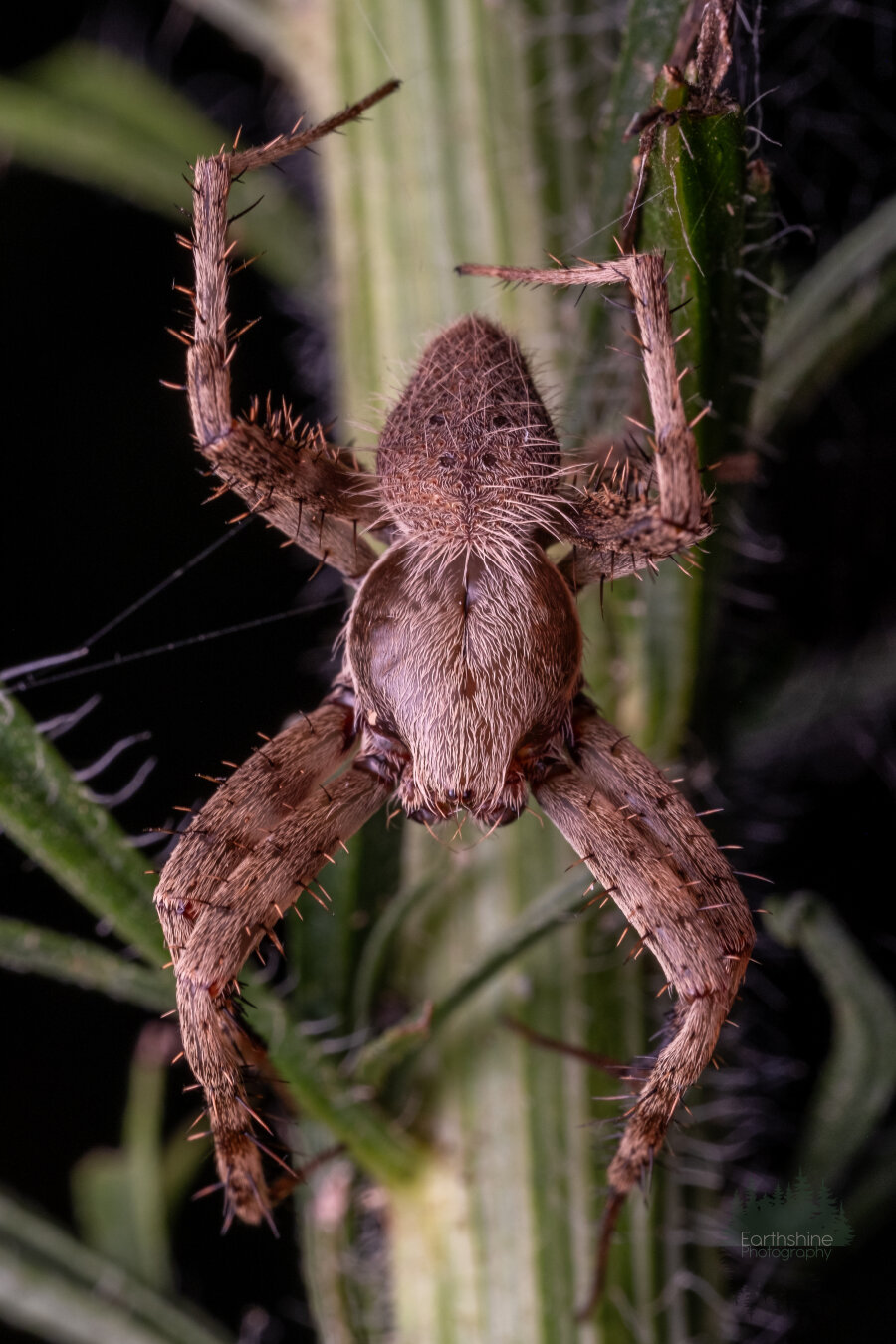 Closeup macro of a good sized Orbweaver spider on a plant stem, facing down.