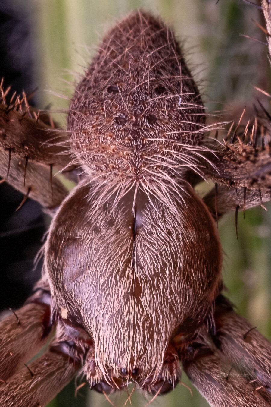 Closer view of the thorax and abdomen showing off it’s hairy nature