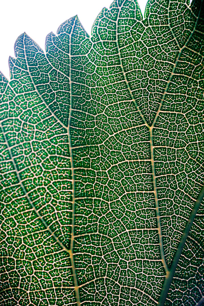 Close up of a leaf from a tree, showing off the intricate textures and designs of the leaf due to it being backlit by the sun.