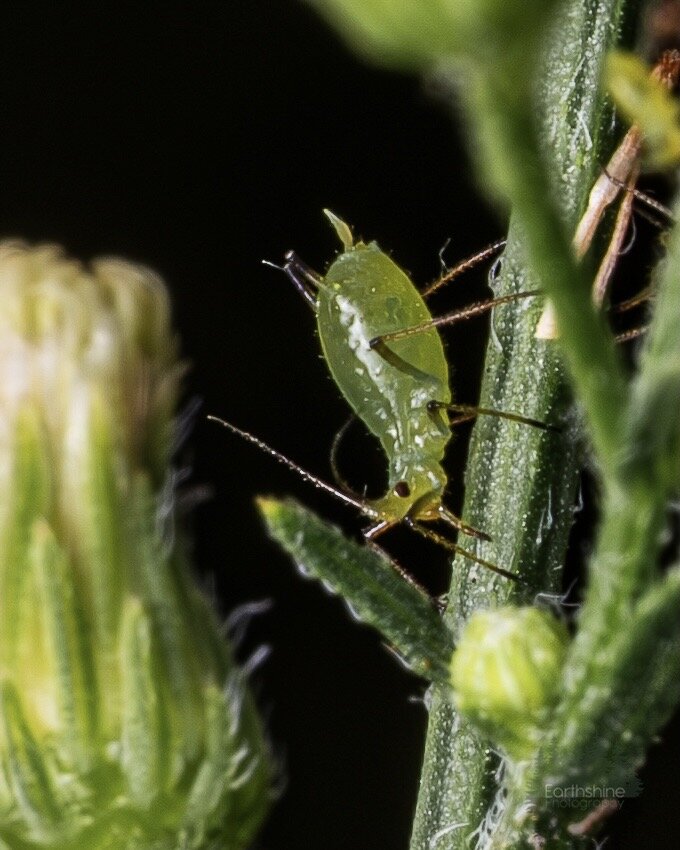 Closeup macro shot of an aphid facing down on the left side of a plant stem. It is green, along with the plants and the background is dark.