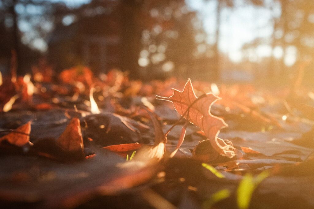 Closeup of leaves on the ground beinf awash with light from the sun on the right side of the frame. In the background a small barn can be seen but it’s blurry.