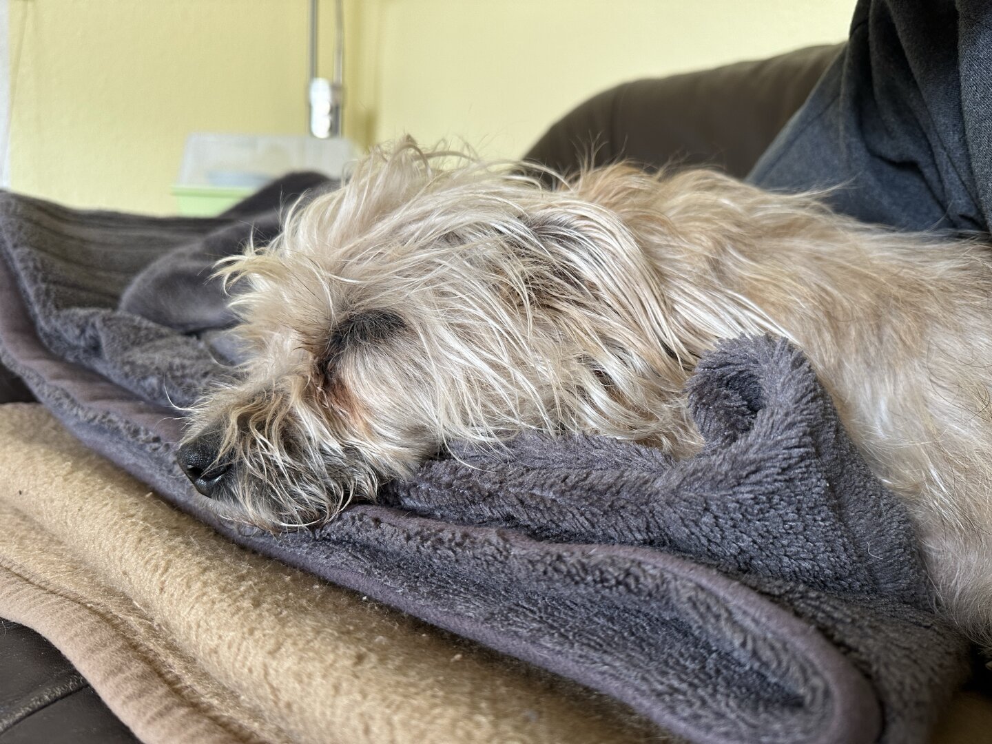 Auf dem Bild sieht man einen kleinen, hellbraunen Hund mit zotteligem Fell, der auf einer Couch liegt und schläft. Der Hund ruht seinen Kopf auf einer weichen, grauen Decke, die auf einer weiteren, beigefarbenen Decke liegt. Im Hintergrund erkennt man eine helle Wand und einige unscharfe Gegenstände, vermutlich Haushaltsgegenstände. Der Hund wirkt entspannt und geborgen.

The picture shows a small, light brown dog with shaggy fur lying on a couch and sleeping. The dog is resting its head on a soft, gray blanket, which is placed on top of another beige blanket. In the background, there is a light-colored wall and some blurred objects, likely household items. The dog appears relaxed and comfortable.