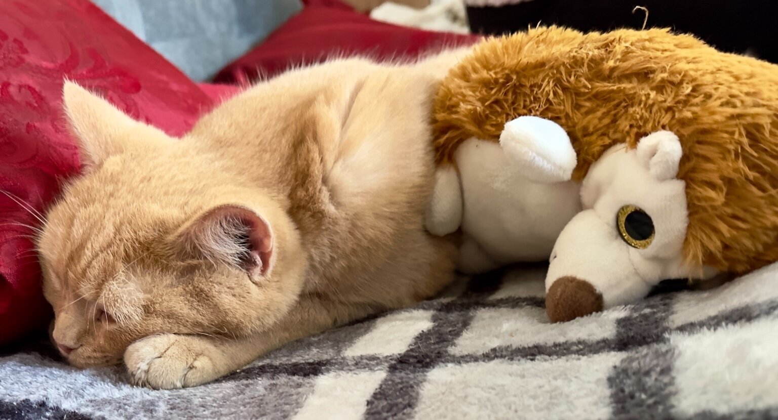 Ein cremefarbener Kater schläft gemütlich auf einer karierten Decke, eng an ein plüschiges Stofftier-Igelchen gekuschelt. Im Hintergrund sind rote Kissen zu sehen.


A cream-colored cat is sleeping peacefully on a checkered blanket, snuggled up against a plush hedgehog toy. Red cushions are visible in the background.