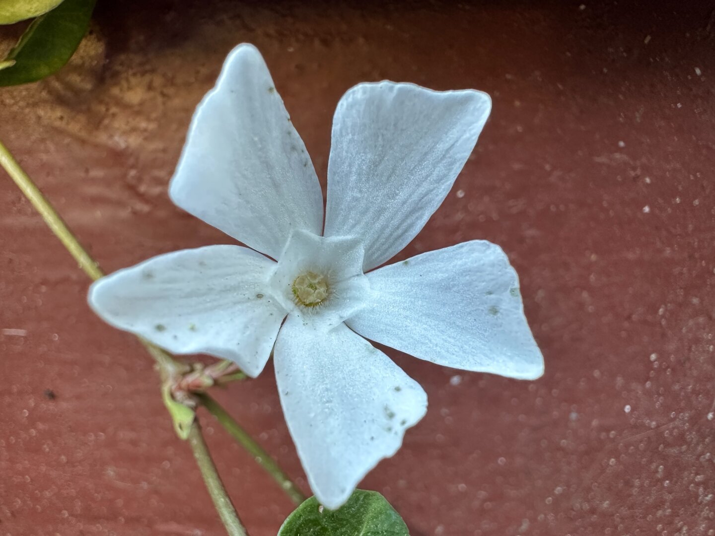Eine weiße Blume mit fünf unregelmäßig geformten Blütenblättern vor einem rötlich-braunen Hintergrund. Die Blütenblätter haben leichte Verfärbungen und Flecken. Die Blüte ist über einen dünnen Stängel mit grünen Blättern verbunden.


A white flower with five irregularly shaped petals against a reddish-brown background. The petals have slight discoloration and spots. The bloom is connected to a thin stem with green leaves.