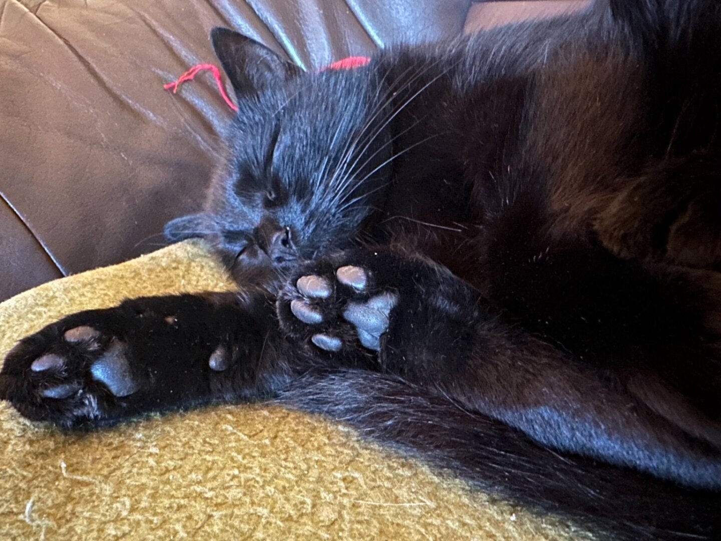 Schwarze Katze schläft zusammengerollt auf einem grünen Kissen. Die Pfoten mit schwarzen Ballen sind deutlich sichtbar, während die Katze entspannt die Augen geschlossen hält.


Black cat sleeping curled up on a green cushion. The paws with black pads are clearly visible as the cat rests with its eyes closed.