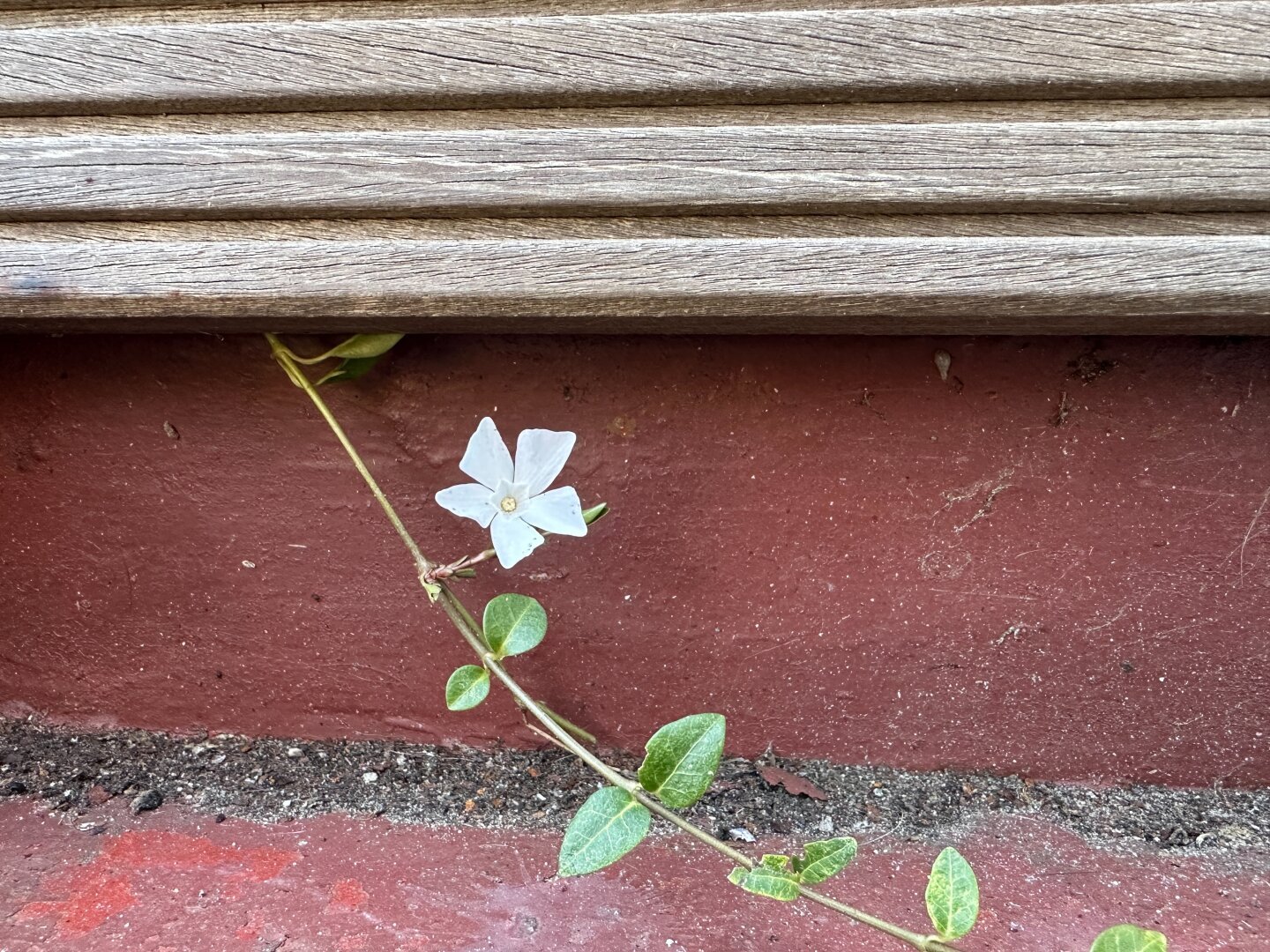 Eine weiße Blume mit fünf unregelmäßig geformten Blütenblättern wächst an einer dünnen, grünen Ranke, die unter einem hölzernen Fenstersims hervorkommt. Der Hintergrund ist eine rötlich-braune Wand mit sichtbaren Spuren von Schmutz und Abnutzung.


A white flower with five irregularly shaped petals grows on a thin, green vine emerging from under a wooden windowsill. The background is a reddish-brown wall with visible traces of dirt and wear.