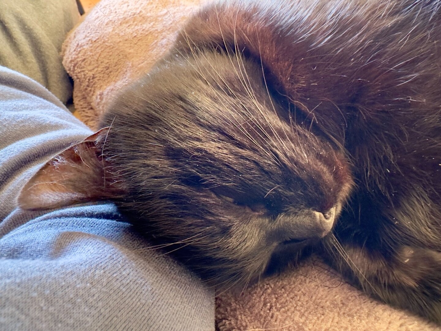 Schwarze Katze schläft mit geschlossenen Augen auf einer weichen Unterlage, Kopf seitlich gedreht, Fell glänzend.


Black cat sleeping with closed eyes on a soft surface, head turned sideways, fur shiny.