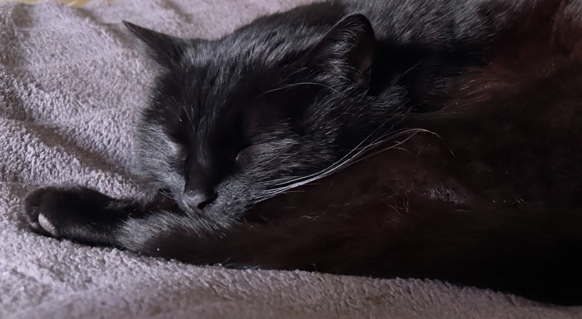 Nahaufnahme eines schlafenden schwarzen Katers, der zusammengerollt auf einer grauen, weichen Decke liegt. Sein Gesicht ist zur Seite geneigt, die Augen geschlossen. Man sieht seine Pfote mit den schwarzen Krallen und einzelne weiße Schnurrhaare. Das Fell des Katers ist glänzend und schwarz.


Close-up of a sleeping black cat curled up on a soft, gray blanket. Its face is turned to the side, eyes closed. You can see its paw with black claws and a few white whiskers. The cat's fur is shiny and black.