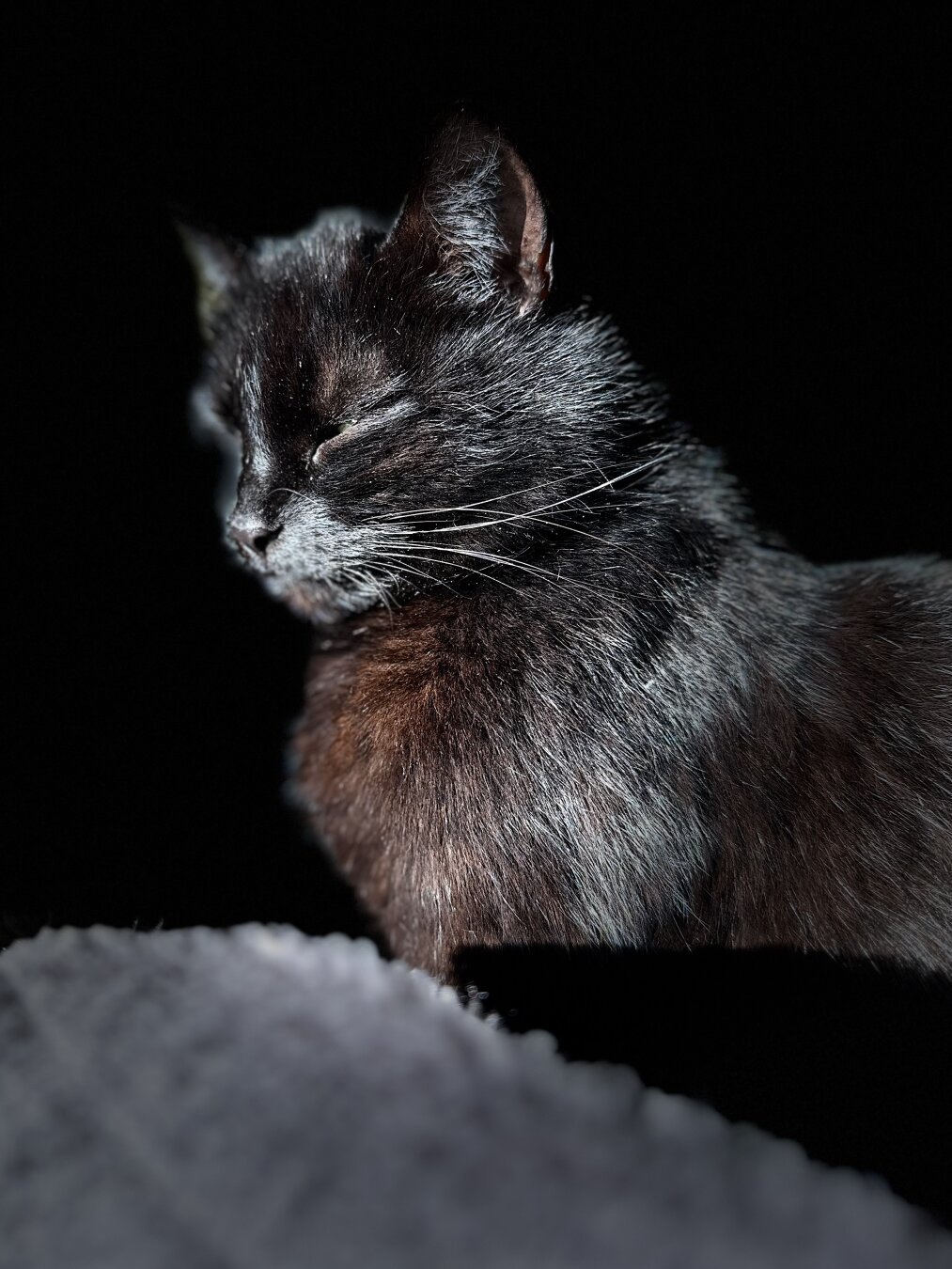 Eine schwarze Katze mit geschlossenen Augen liegt auf einer grauen, leicht unscharfen Oberfläche. Das Gesicht der Katze ist im Profil zu sehen, mit dem Fokus auf den weißen Schnurrhaaren und der dunklen Fellstruktur. Der Hintergrund ist komplett schwarz.


A black cat with closed eyes rests on a gray, slightly blurry surface. The cat's face is in profile, with focus on its white whiskers and dark fur texture. The background is completely black.
Ich hoffe, das hilft! Lass mich wissen, wenn du noch etwas brauchst.