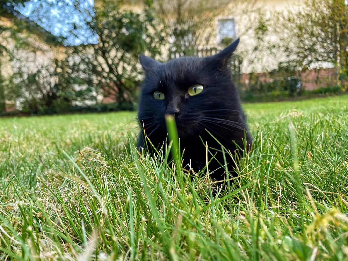 Schwarze Katze mit grünen Augen liegt im Gras und schaut aufmerksam in die Kamera. Im Hintergrund sind Büsche und ein Gebäude zu sehen.


Black cat with green eyes lying in the grass, looking attentively at the camera. Bushes and a building are visible in the background.