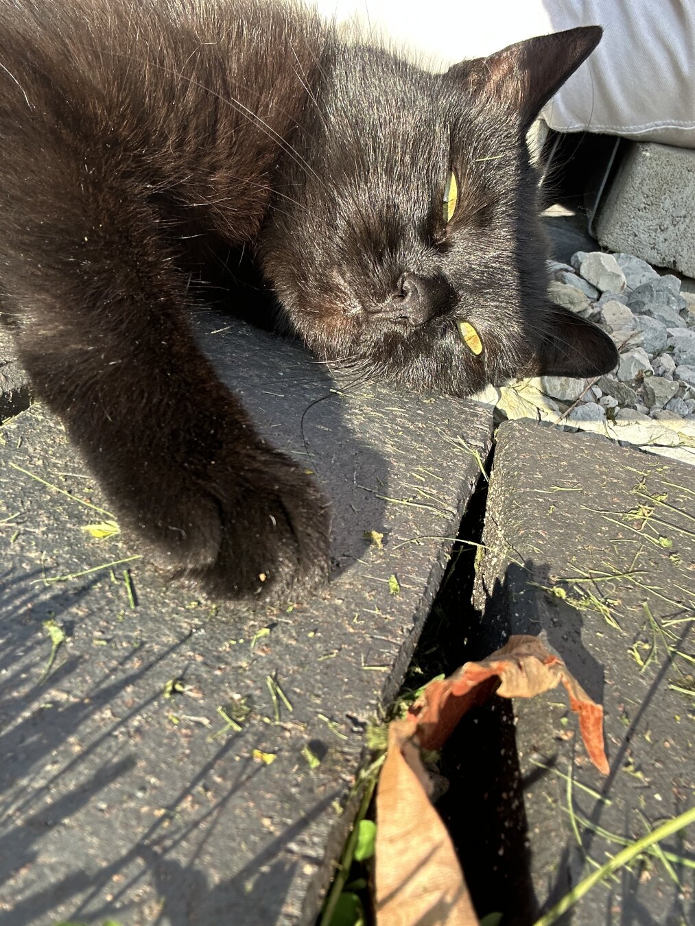 Schwarze Katze liegt entspannt auf einer Steinfläche in der Sonne. Ihre gelben Augen sind halb geöffnet, und eine Vorderpfote ist ausgestreckt. Im Vordergrund liegt ein trockenes, braunes Blatt.


Black cat lying relaxed on a stone surface in the sun. Its yellow eyes are half-open, and one front paw is stretched out. In the foreground, there is a dry, brown leaf.