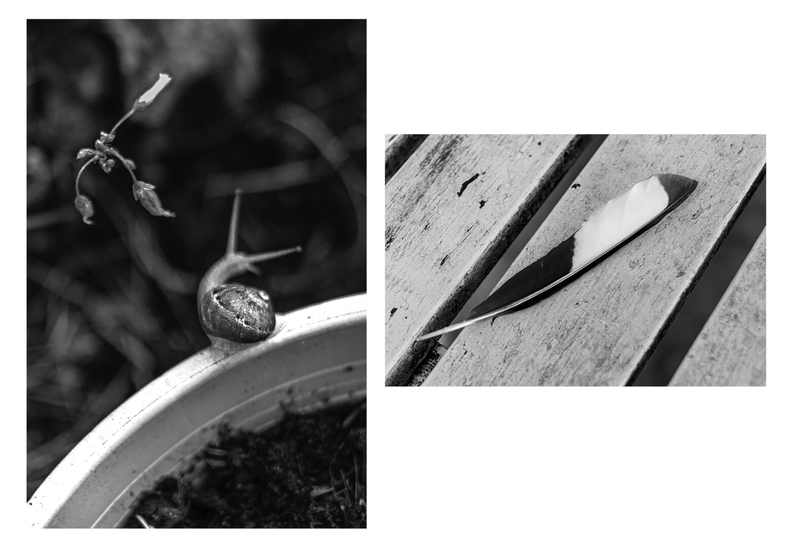 Diptyque noir et blanc de deux photo. La première représentant un petit escargot, la deuxième une plume de pie.
