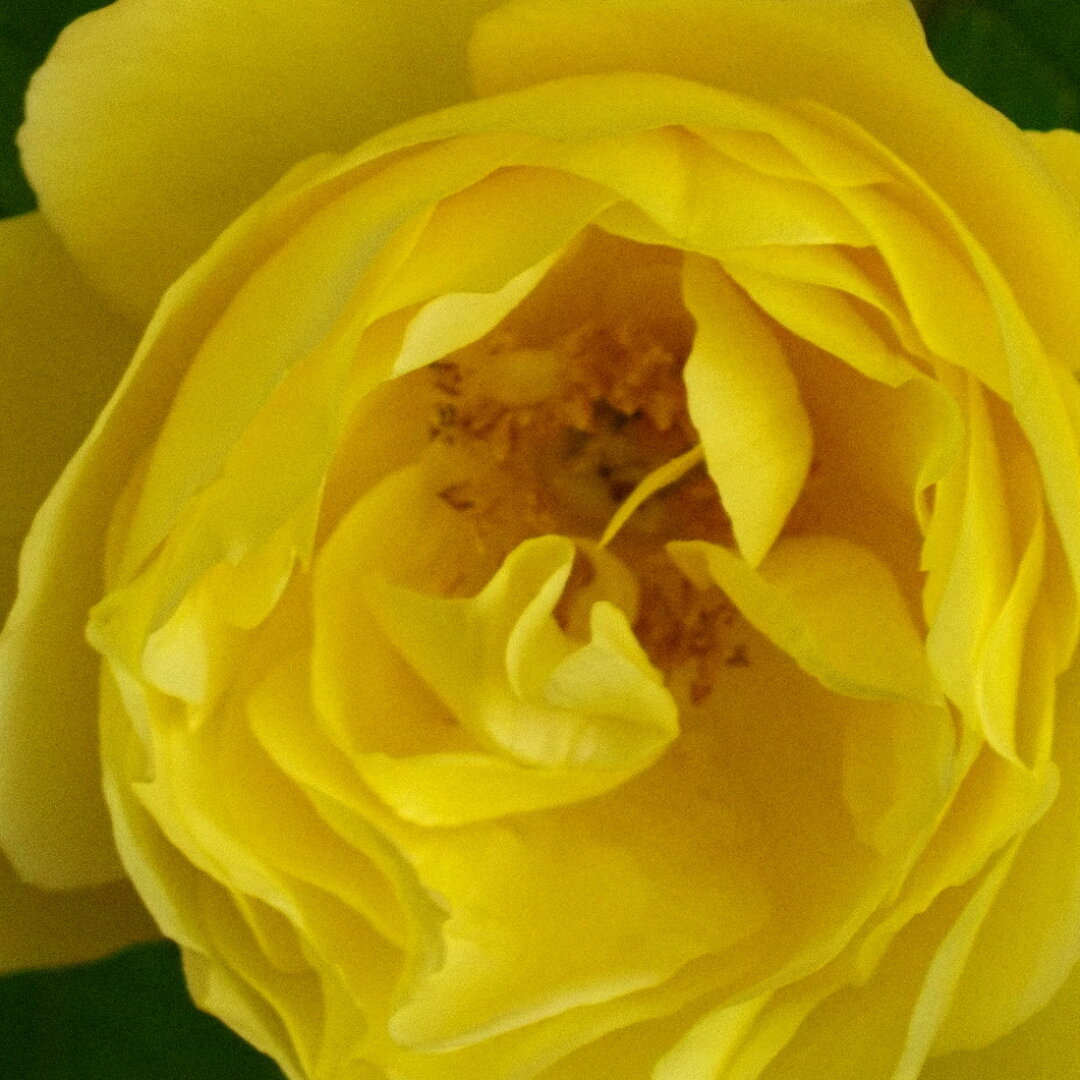 Rose jaune en gros plan