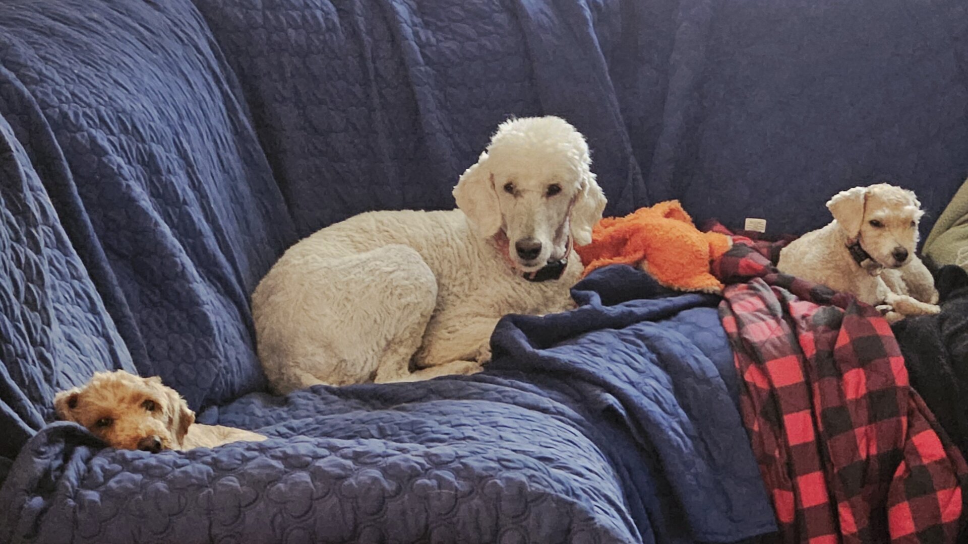 A blanket-covered sofa with three dogs lying comfortably but attentively.