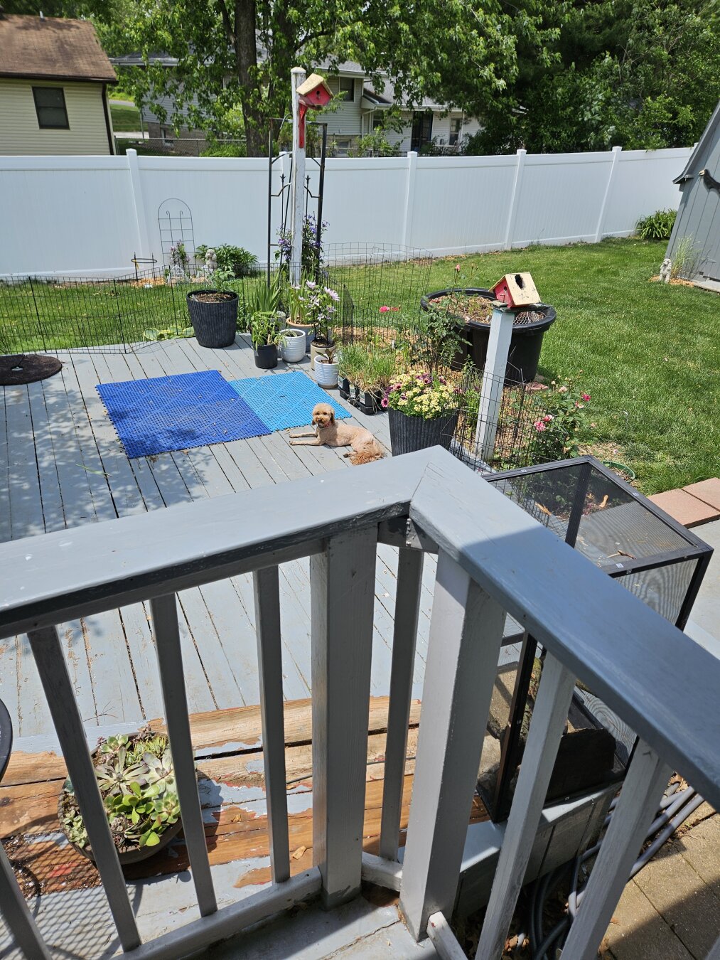 Wide shot of the back yard centered on my small doodle mix who is lounging in sun on the deck and looking at me, failing to understand why on Earth I'd ask her to come inside.