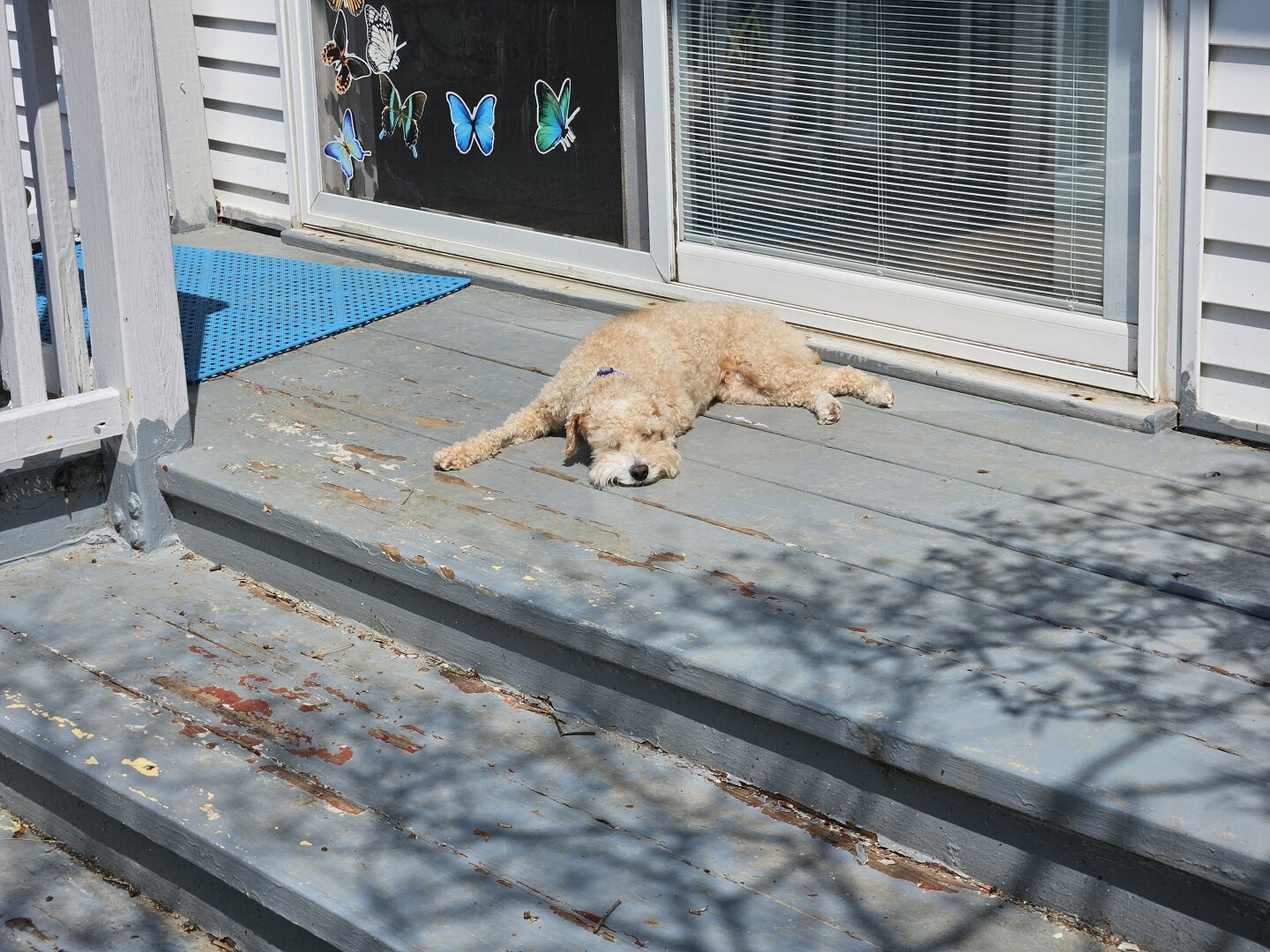 A tan toy poodle lays cozily puddled on a sunny porch