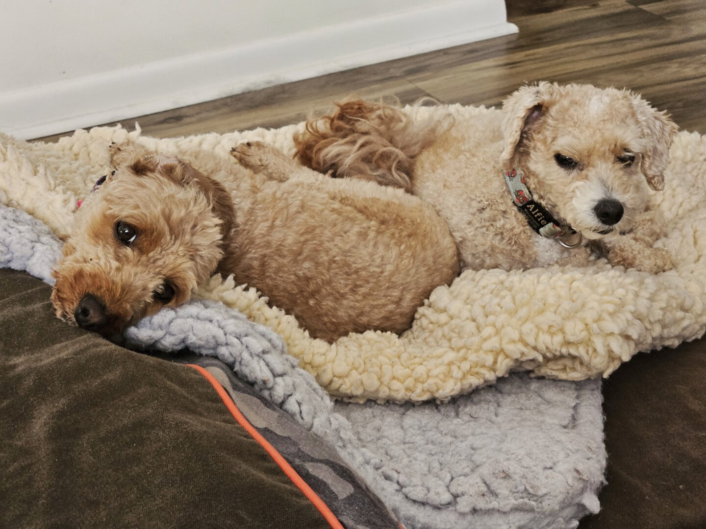 2 small dogs with short curly tan hair laying comfy, side by side, on a stack of dog beds, looking at the camera with endearing, pleading expressions.