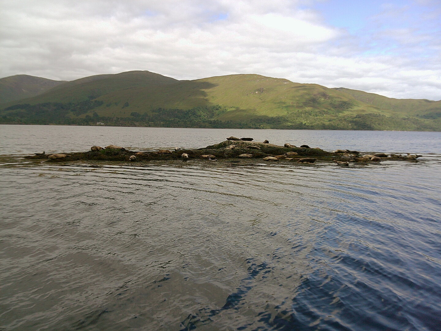 Seals on Loch Linnhe