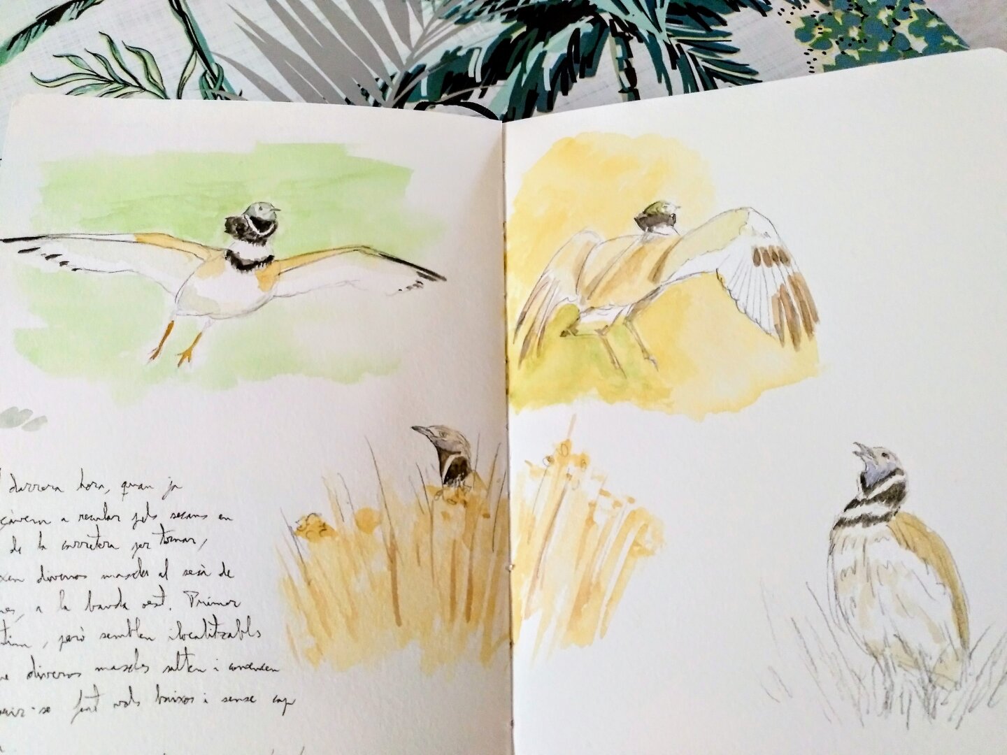 Esbossos en aquarel·la de sisons mascles, Tetrax tetrax.