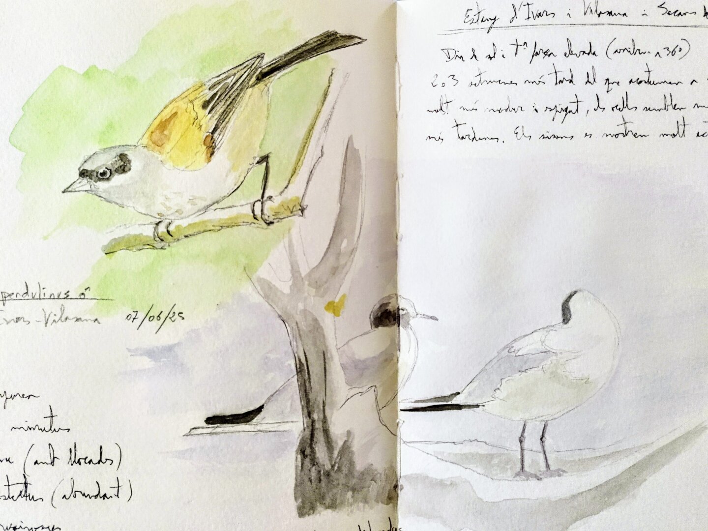 Esbossos en aquarel·la de teixidor i gavines rialleres.